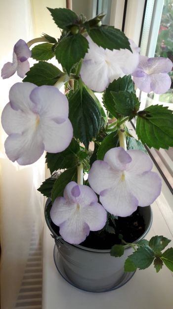 Morning Dizzle - 10 Achimenes 2019