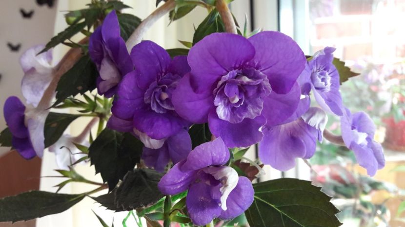 Illya Melnik - 10 Achimenes 2019