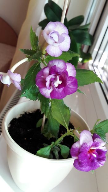 Queen of Lace - 10 Achimenes 2019