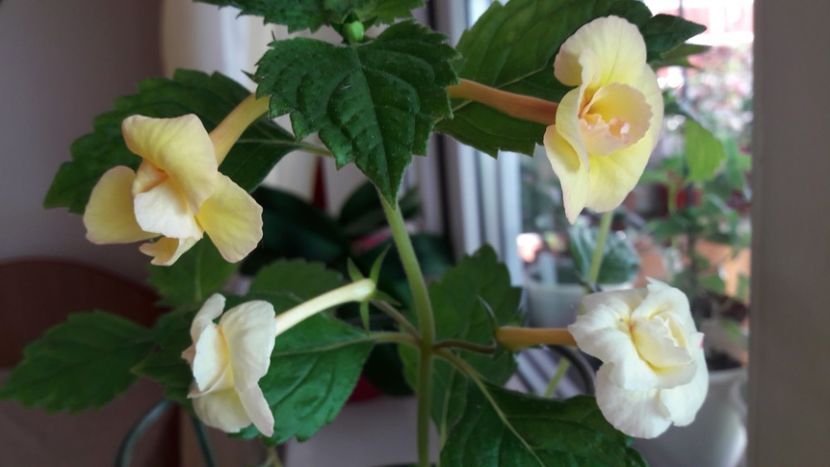 Limocello - 10 Achimenes 2019