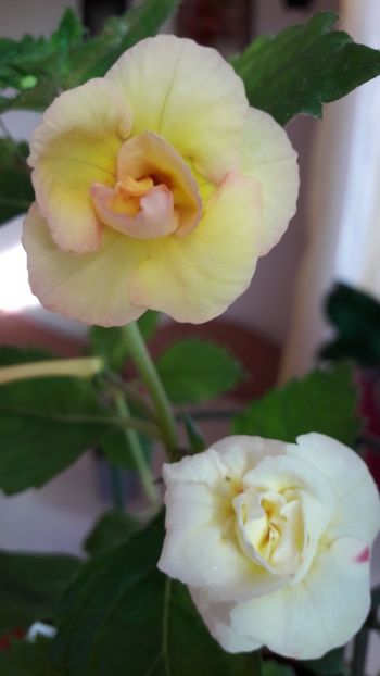 Limocello - 10 Achimenes 2019