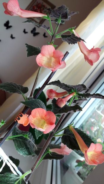 Helena - 10 Achimenes 2019