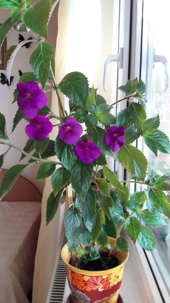 Jennifer G - 10 Achimenes 2019