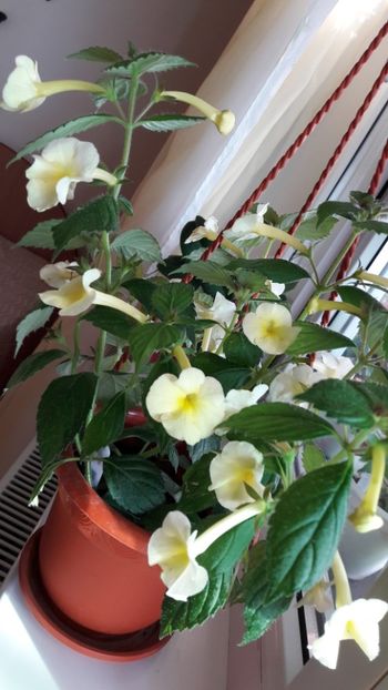 Himalayan .... - 10 Achimenes 2019