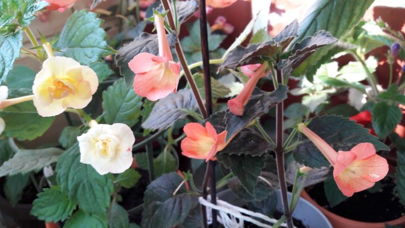  - 10 Achimenes 2019