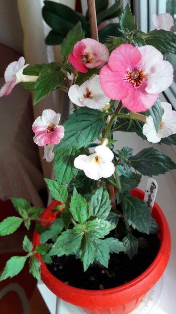 Rozi Roza Moni - 10 Achimenes 2019