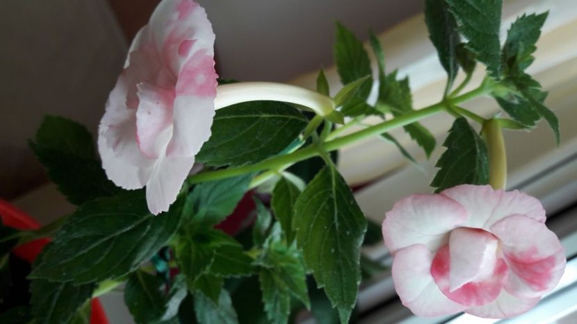 Carpathia - 10 Achimenes 2019