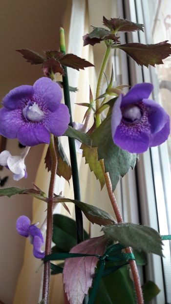 Blue Hurricane - 10 Achimenes 2019