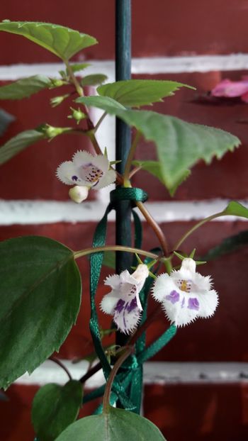 Fimbriata - 10 Achimenes 2019