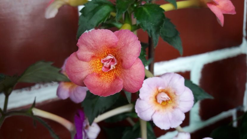 Amelia Vittorino - 10 Achimenes 2019