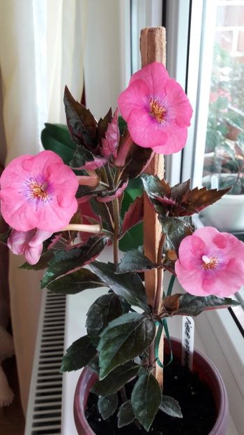 Piece of Dream - 10 Achimenes 2019