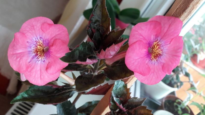 Piece of Dream - 10 Achimenes 2019