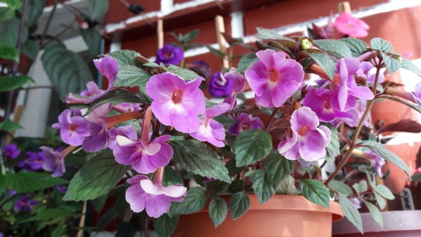 Petitte Nicolle - 10 Achimenes 2019