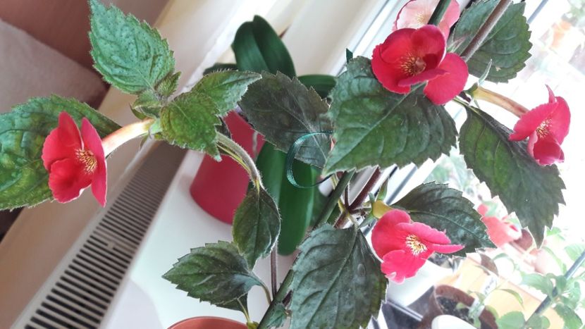 Dor - 10 Achimenes 2019