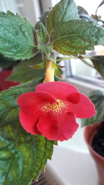 Dor - 10 Achimenes 2019