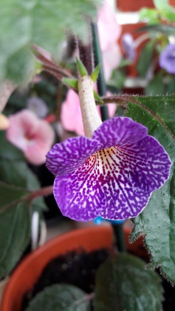 Lionheart - 10 Achimenes 2019