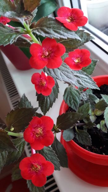 Fire Vortex - 10 Achimenes 2019