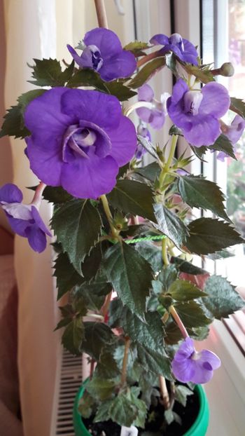 Alter Ego - 10 Achimenes 2019