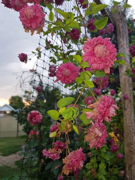  - IN GRADINA