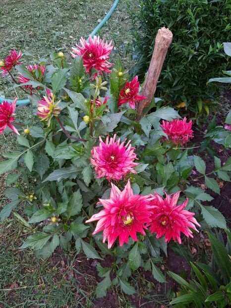  - IN GRADINA