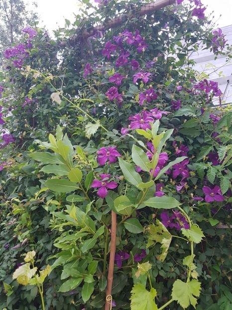  - IN GRADINA