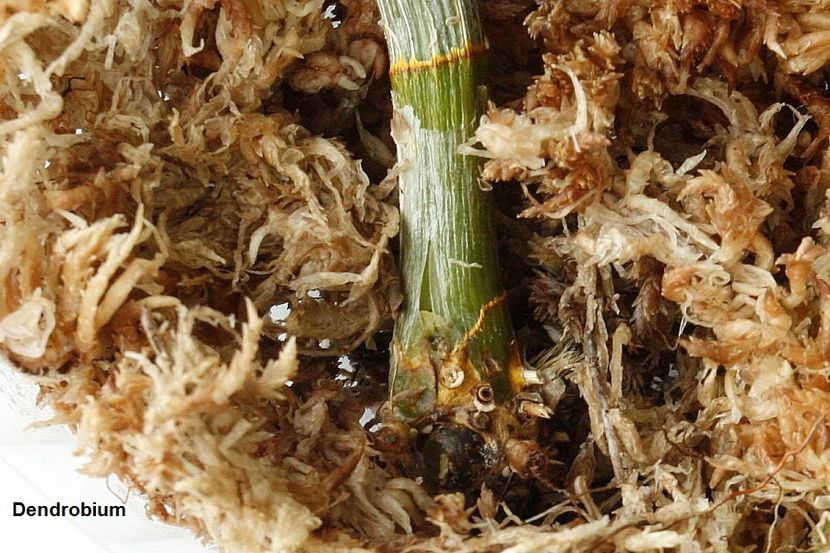 20.07.19 - 1 Transplant dendrobium