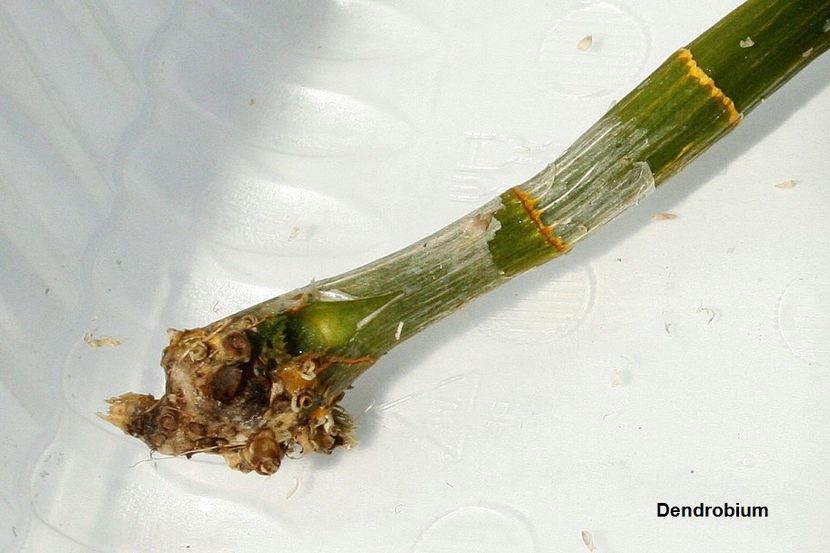 20.07.19 - 1 Transplant dendrobium