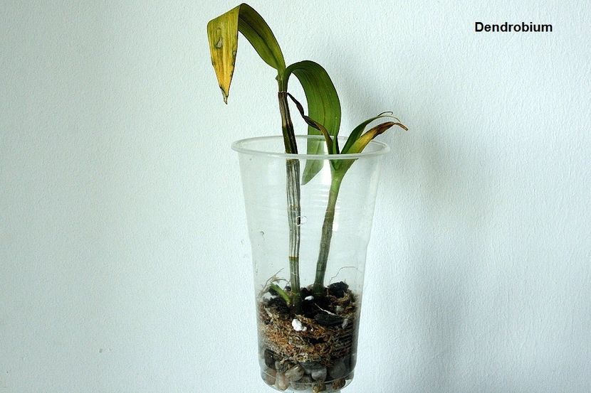 20.07.19 - 1 Transplant dendrobium