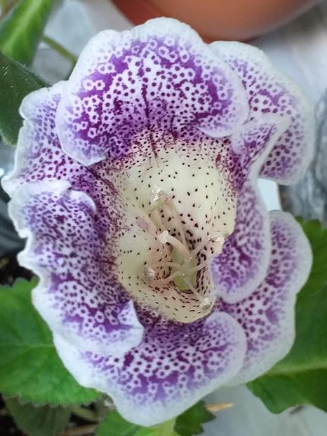Dotted Blue - Gloxinii 2019