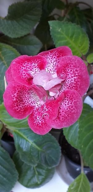 Larisa 16(1) - Gloxinii 2019