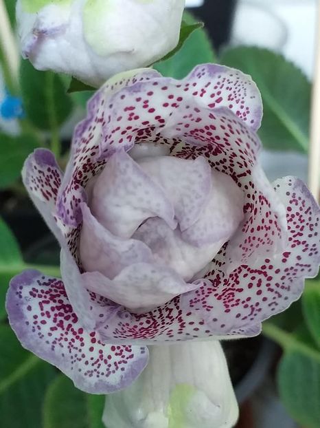 NG-Romka (Oksana Gayduk) - Gloxinii 2019