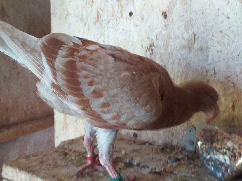 2019 - Germani 2015-2023