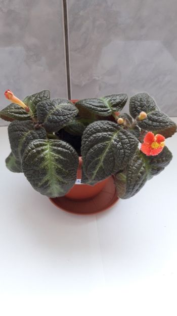 Iulie 2019 - GUACAMOLE