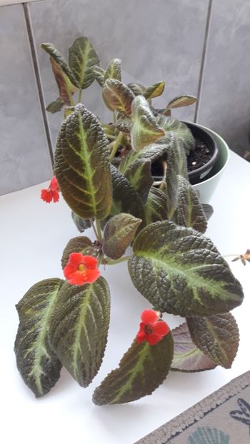 Iulie 2019 - GUACAMOLE