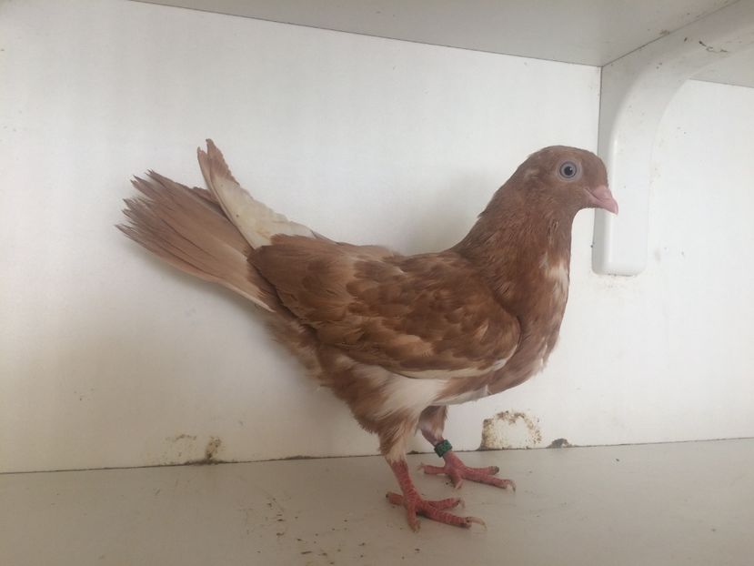 759719 - 2-lot zbor pana simpla 2019