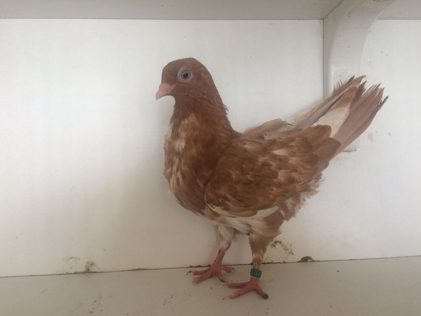  - 2-lot zbor pana simpla 2019