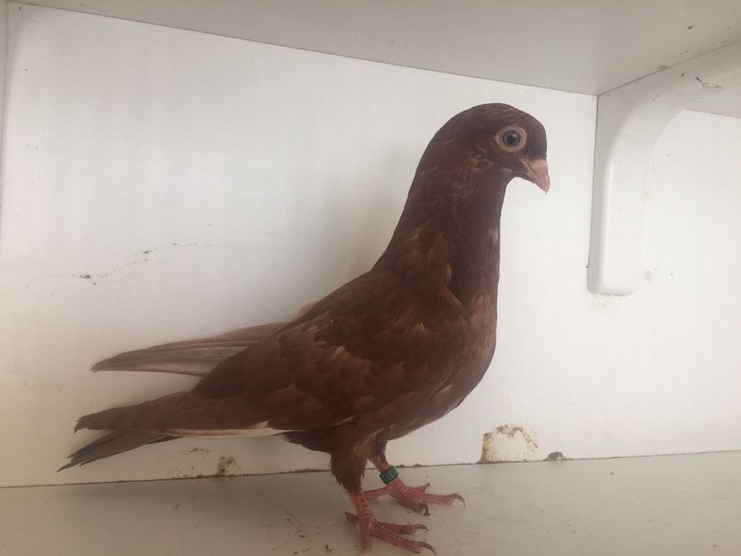 758619 - 2-lot zbor pana simpla 2019