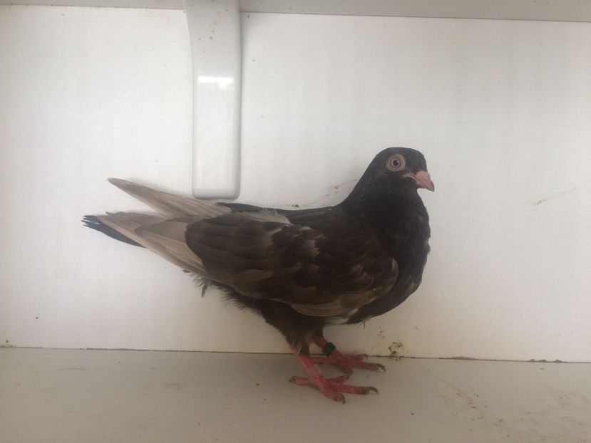 758419 - 2-lot zbor pana simpla 2019