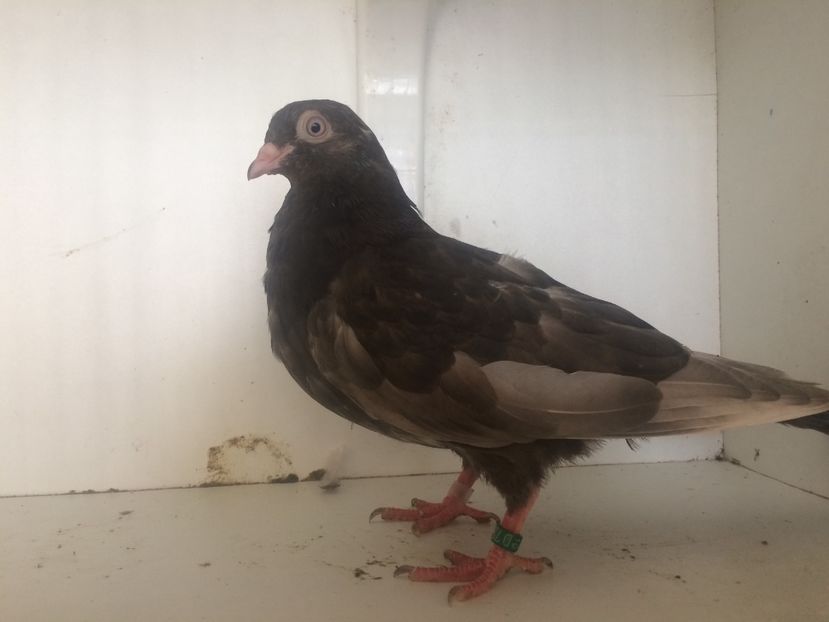  - 2-lot zbor pana simpla 2019