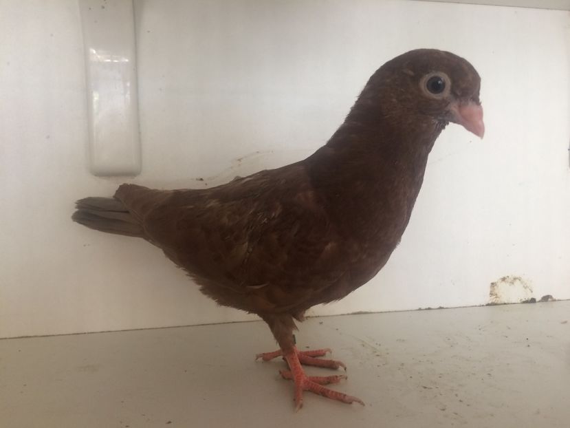 753819 - 2-lot zbor pana simpla 2019