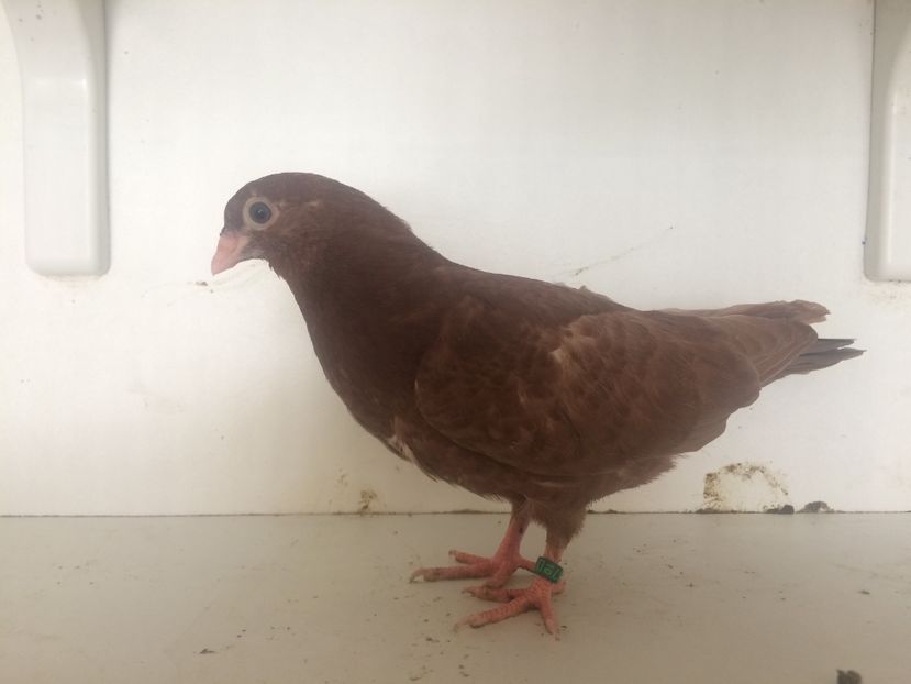  - 2-lot zbor pana simpla 2019