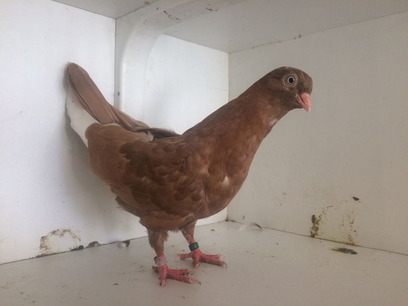 758219 - 2-lot zbor pana simpla 2019