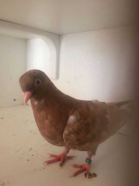  - 2-lot zbor pana simpla 2019