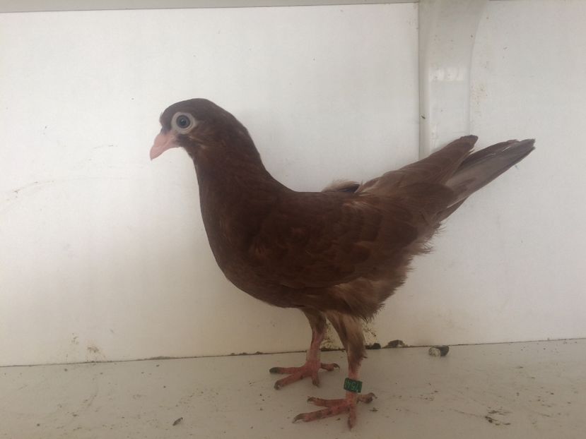 754119 - 2-lot zbor pana simpla 2019