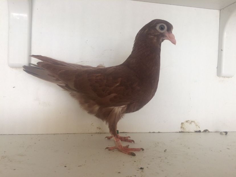  - 2-lot zbor pana simpla 2019