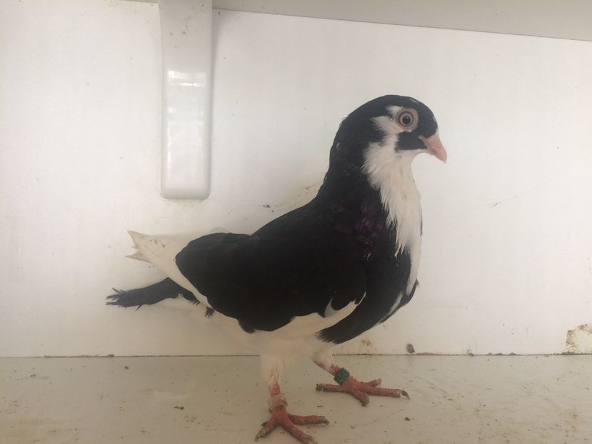 757919 - 2-lot zbor galateni 2019