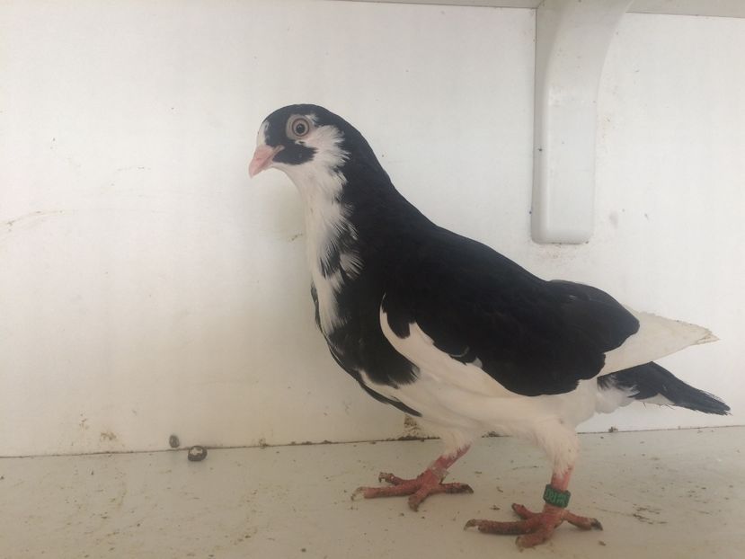  - 2-lot zbor galateni 2019