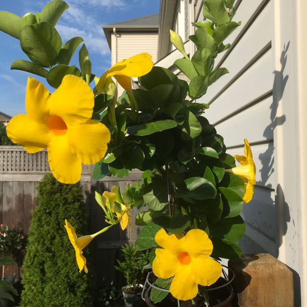  - Jurnalul gradinii 2019