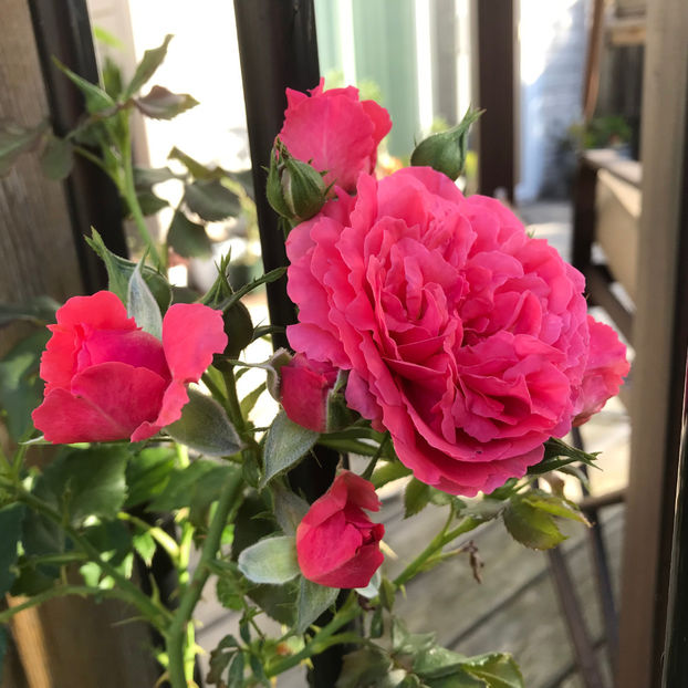  - Jurnalul gradinii 2019