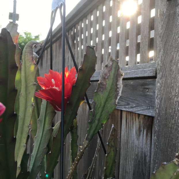  - Jurnalul gradinii 2019